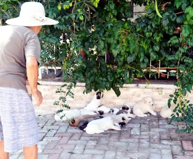 Sokak Köpeği, Bir Batında 12 Yavru Doğurdu Haberler