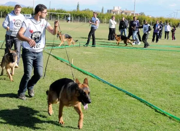 Alman Coban Kopekleri Yaristirildi Haber