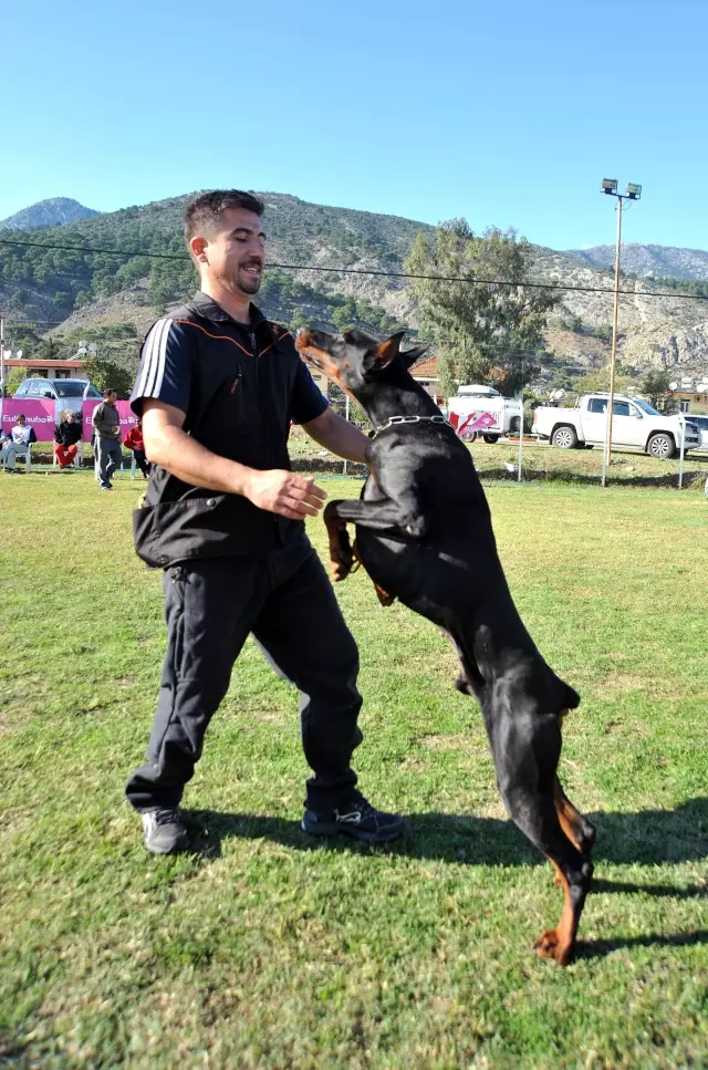 K9 Köpekleri Antalya�da Yarıştı Haber