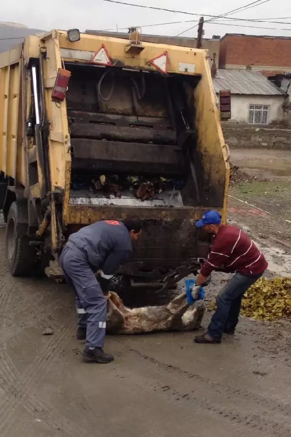 Erzurum�da Yine Köpek Katliamı Haberler