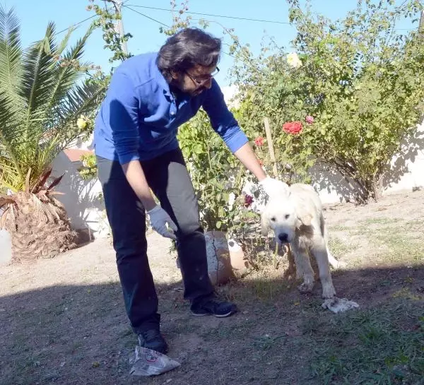 Alaçatı�da Köpek Katliamı İzmir