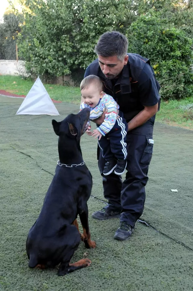 Doberman Cinsi Köpek Şampiyonaya Hazırlanıyor Haberler