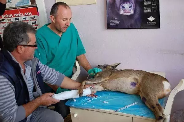 Yaralı Karaca Kurtarıldı Yaralı Karaca Kurtarıldı