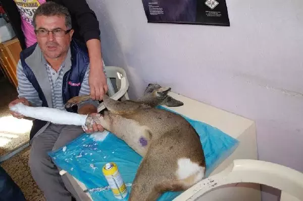 Yaralı Karaca Kurtarıldı Yaralı Karaca Kurtarıldı