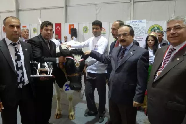 6. Tarım Fuarı Kapsamında 'Damızlık İnek Yarışması' Yapıldı 6. Tarım Fuarı Kapsamında 'Damızlık İnek Yarışması' Yapıldı