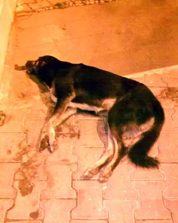 Kaş�ta Köpek Katliamı Haberler