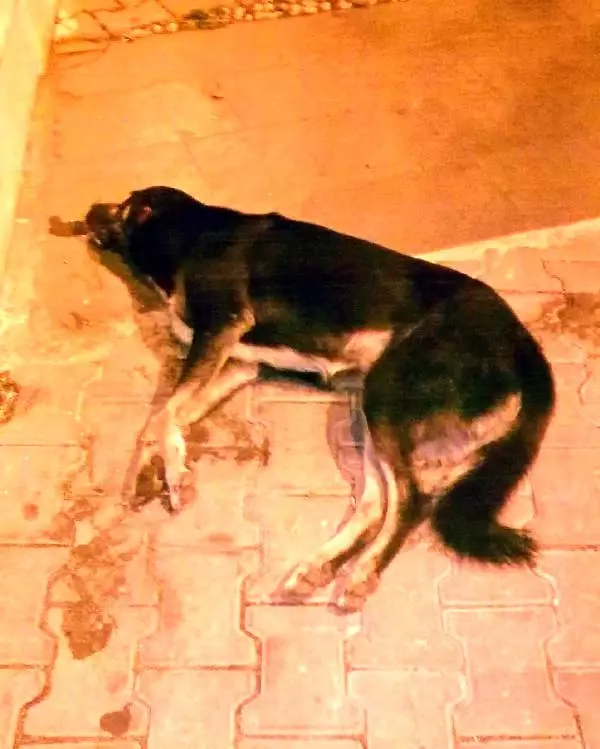 Kaş�ta Köpek Katliamı Haberler