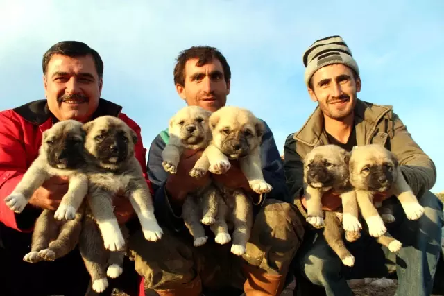 Iki Kopek Bir Batinda 22 Yavru Dunyaya Getirdi Haberler