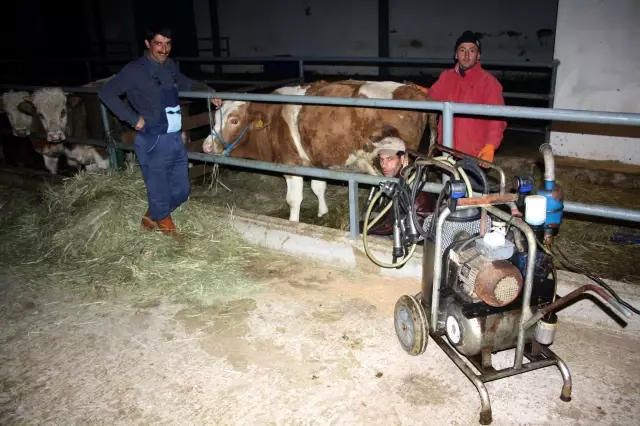 Kars'ta Çiğ Süte Destek Ödemesi Yapılacak Kars'ta Çiğ Süte Destek Ödemesi Yapılacak