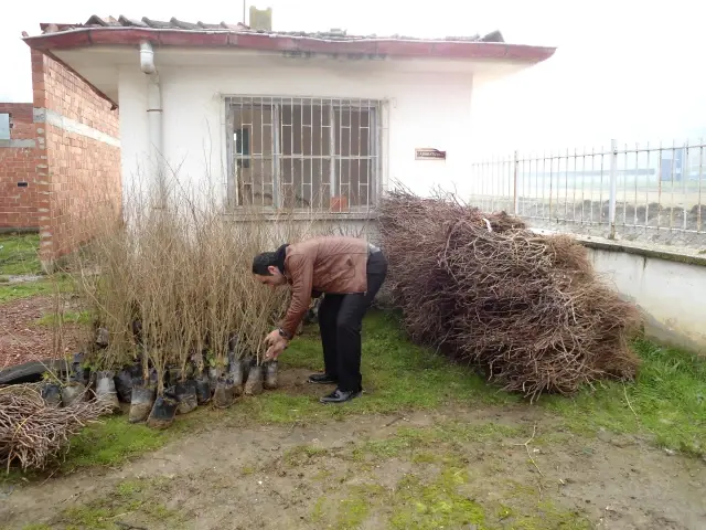 Boyabat Ta 22 Bin Meyve Fidani Dagitildi Haberler