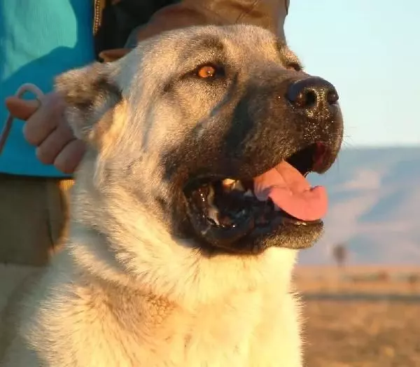 kar köpekleri izle