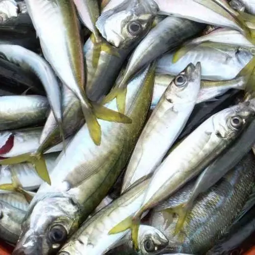 Kocaeli�de Balık Fiyatları Haberler