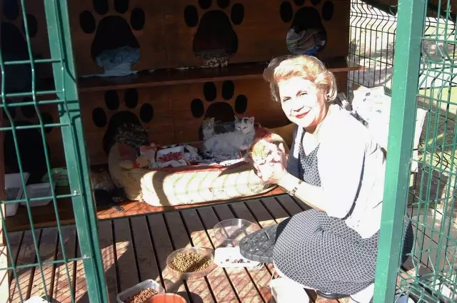 Adana�da Kedi Beslenme ve Sığınma Evi Yetersiz Haberler