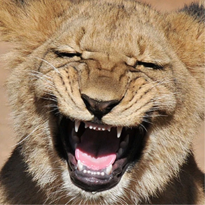 Bu Aslan Gülüyor! | Haberler.com Güncel