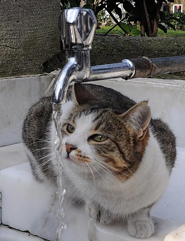 Kedi Su İhtiyacını Çeşmeden Giderdi Haberler