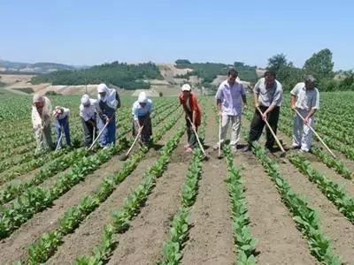 Çiftçiye 31 Milyon 601 Bin Lira Destekleme Primi Ödemesi Yapılacak Çiftçiye 31 Milyon 601 Bin Lira Destekleme Primi Ödemesi Yapılacak