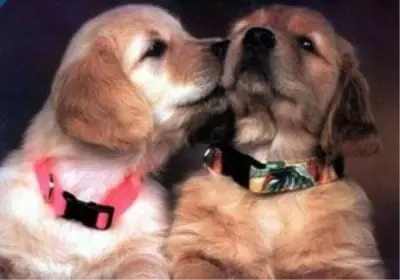 Bodrum'da 8 Yavru Köpek Yuva Arıyor Bodrum'da 8 Yavru Köpek Yuva Arıyor