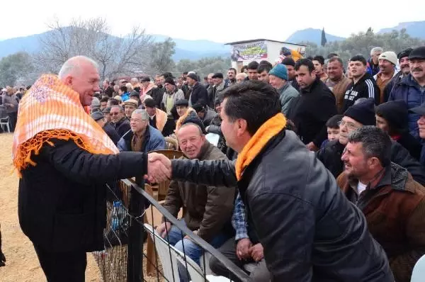 Kemalpaşa'da Deve Güreşi Heyecanı
