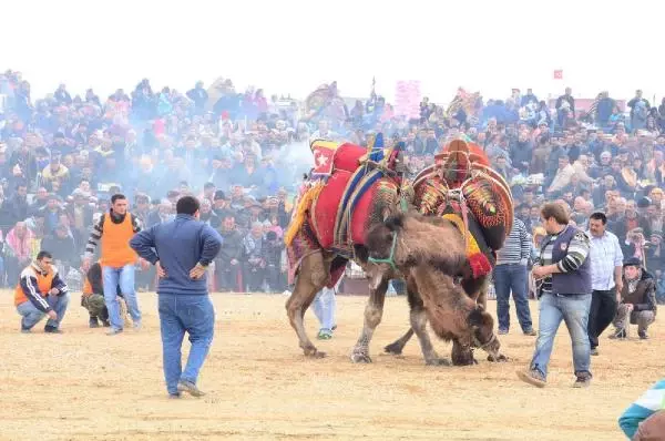 Kemalpaşa'da Deve Güreşi Heyecanı
