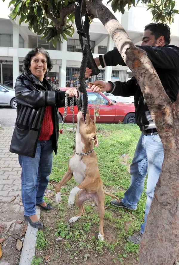 oynayan köpek