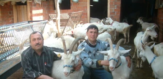Keçilerin Süt Verimini Arttırdı