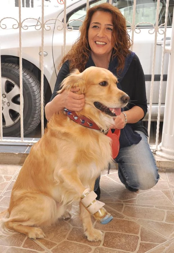 Eskişehir�de 2 Köpeğe Protez Ayak ve Yürüteç Takıldı Haberler