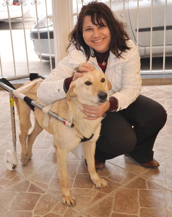 Eskişehir�de 2 Köpeğe Protez Ayak ve Yürüteç Takıldı Haberler