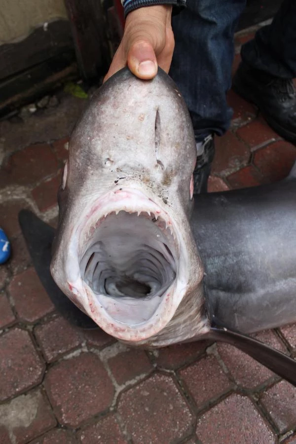 110 Kiloluk Köpek Balığı Yakalandı Haberler