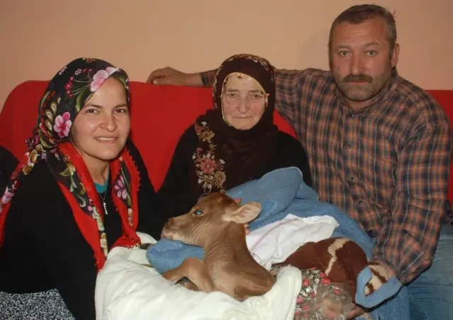 Erken Dünyaya Gelen Buzağıya Çocukları Gibi Bakıyorlar