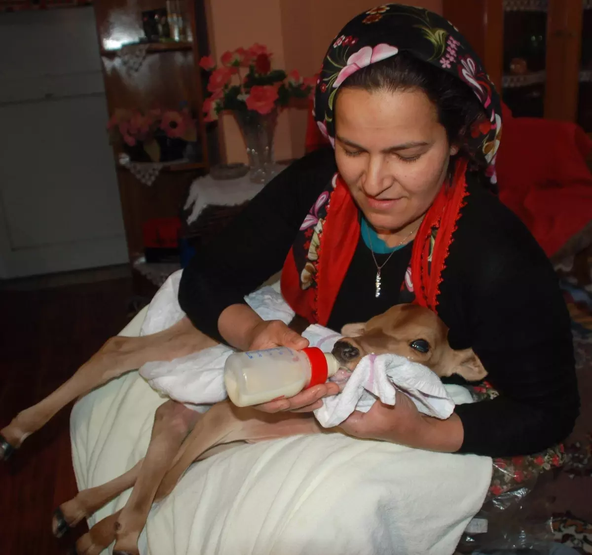 Erken Dünyaya Gelen Buzağıya Çocukları Gibi Bakıyorlar