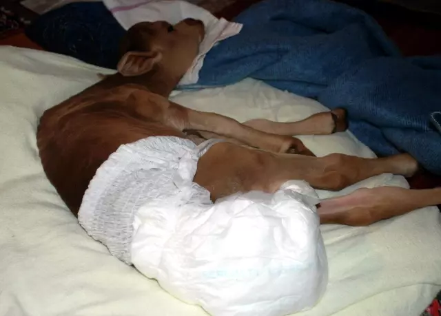 Erken Dünyaya Gelen Buzağıya Çocukları Gibi Bakıyorlar