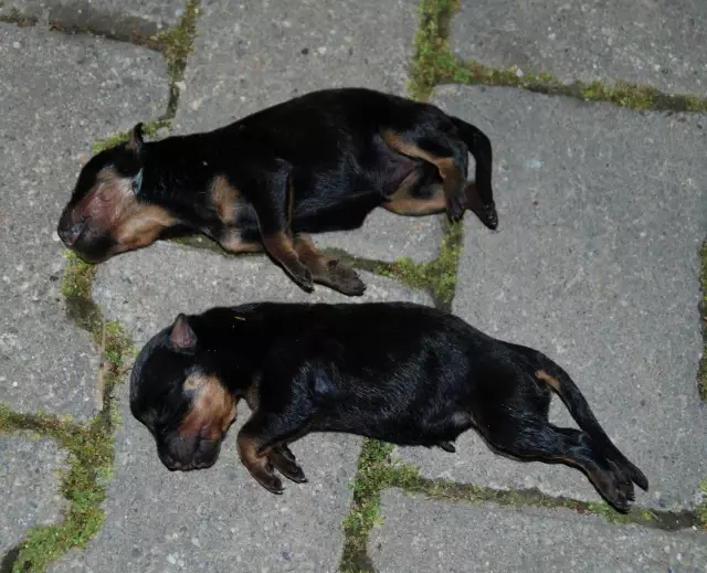 Marmaris�te Kedi ve Köpekleri Zehirlediler Haberler