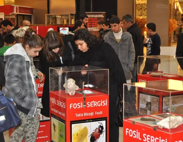 Fosil Sergisi Açıldı Fosil Sergisi Açıldı