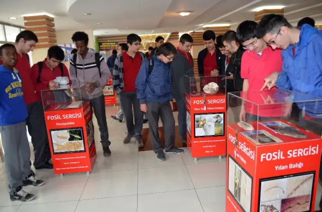 Fosil Sergisi Açıldı Fosil Sergisi Açıldı
