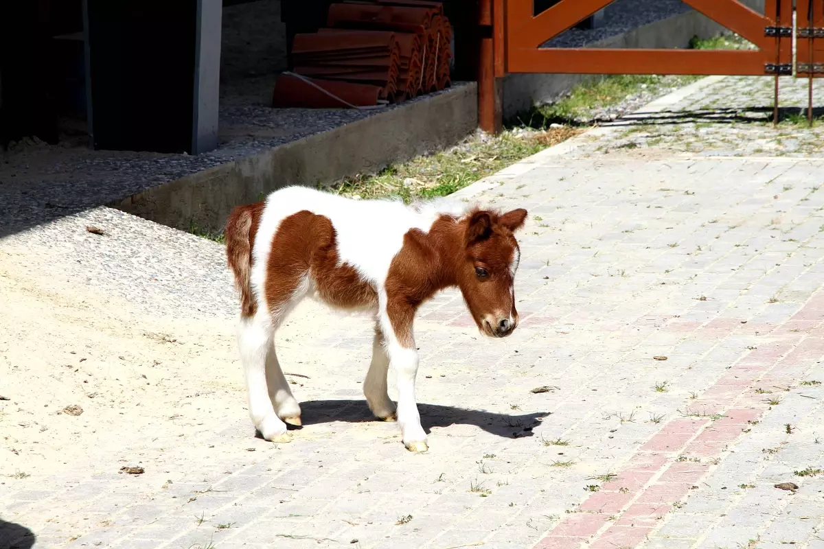 Tayin Adi Kordelya Oldu Haberler