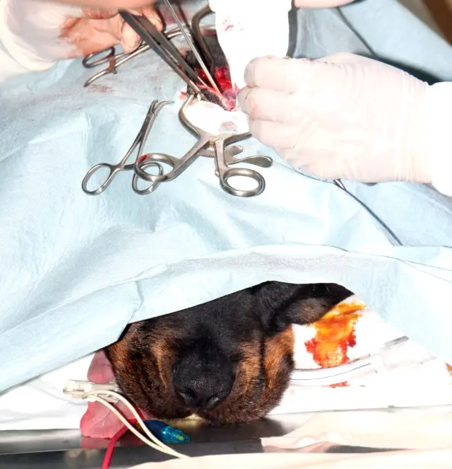 Ameliyat Olan Köpek Yeniden Yürümeye Başladı