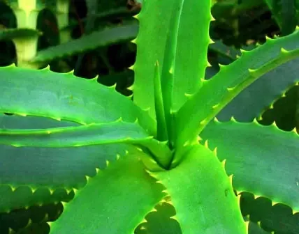 Cilt Kanserinden Aloe Vera Bitkisiyle Korunun Cilt Kanserinden Aloe Vera Bitkisiyle Korunun
