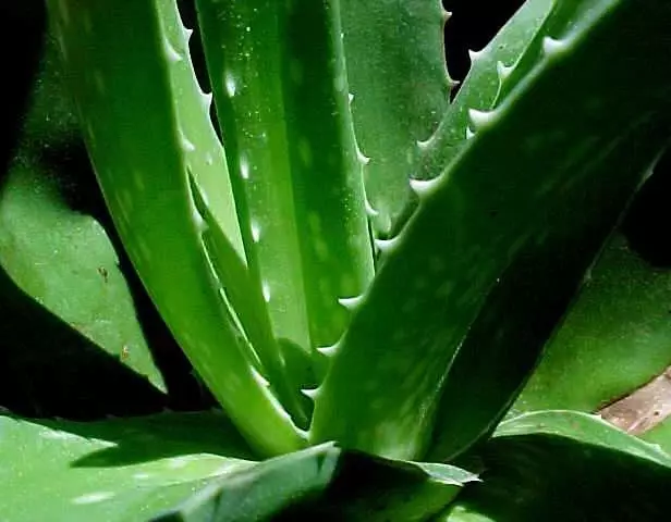 Cilt Kanserinden Aloe Vera Bitkisiyle Korunun Cilt Kanserinden Aloe Vera Bitkisiyle Korunun