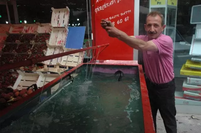 Keban Barajından Gelen Canlı Alabalıkları Taze Satabilmek İçin Akvaryum Yaptırdı Keban Barajından Gelen Canlı Alabalıkları Taze Satabilmek İçin Akvaryum Yaptırdı