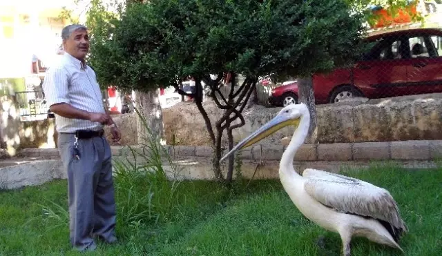 Yaralı Pelikan Korumaya Alındı