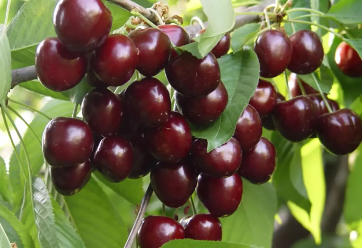 Napolyon Kirazi Turkiye De 2 Avrupa Da 25 Avroya Satiliyor Haberler Ekonomi