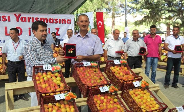 Dünyanın En İyi Kayısıları Yarıştı - Malatya