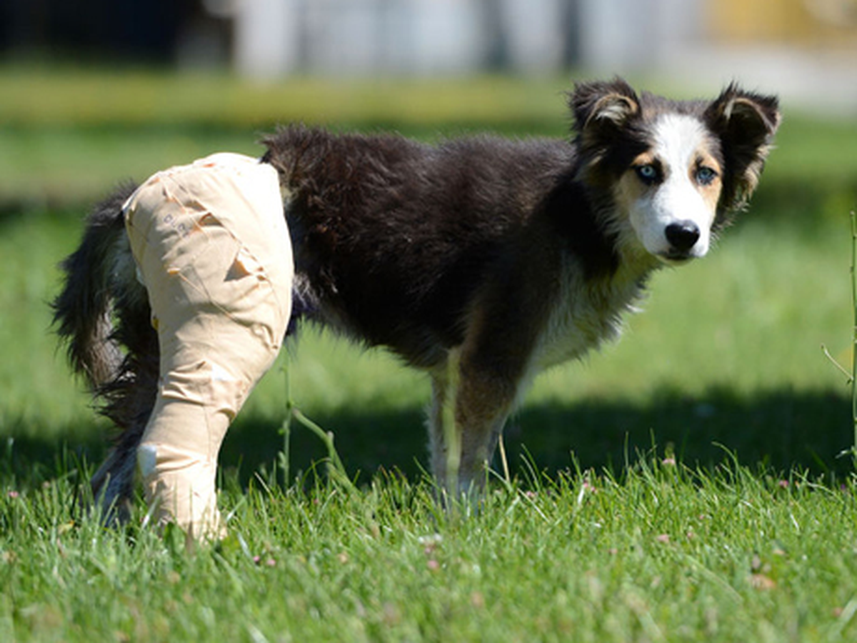 köpekler insanlara cinsel