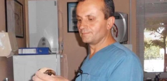 Yaralı Yavru Kaplumbağaya Veteriner Kliniğinde Tedavi