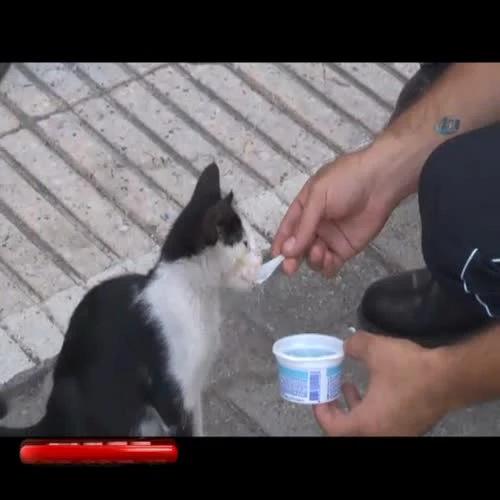 Adana�da Sıcaktan Bunalan Kedi Dondurmayla Serinledi Haberler