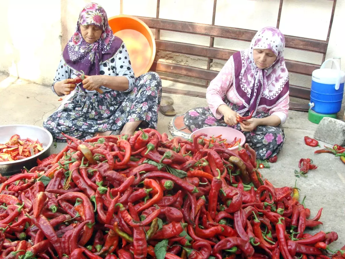 Ev Hanimlari Kirmizi Toz Biber Hazirliginda Haberler