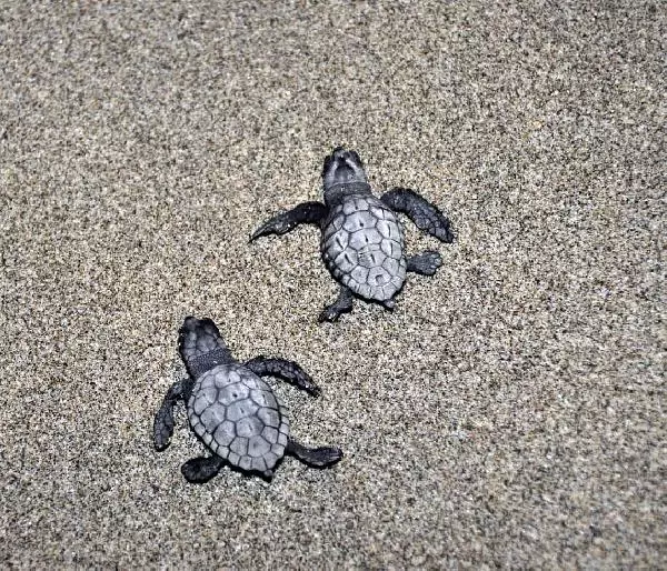 Patara'nın Yavru 'Caretta'ları Denizle Buluşuyor Patara'nın Yavru 'Caretta'ları Denizle Buluşuyor
