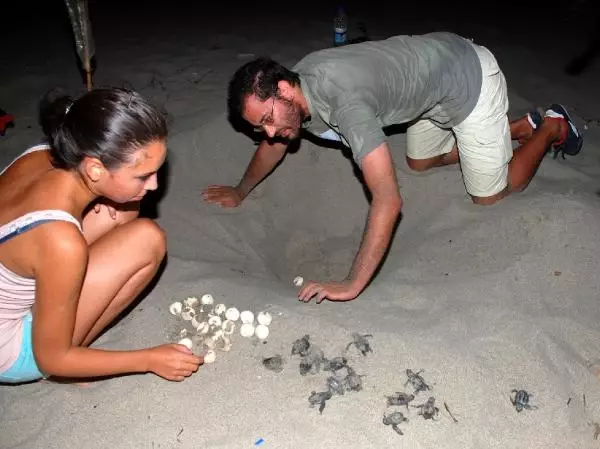 Patara'nın Yavru 'Caretta'ları Denizle Buluşuyor