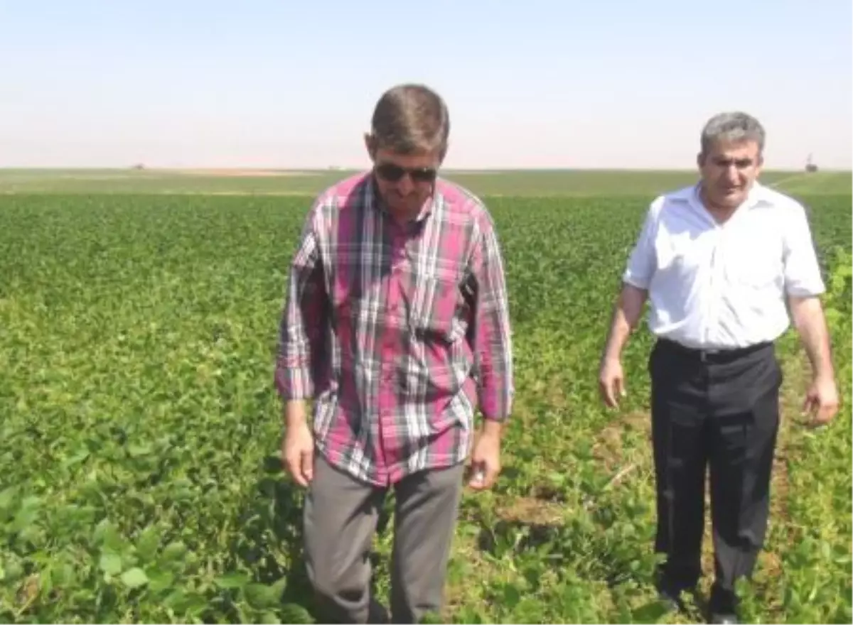 Kiziltepe De Soya Fasulyesi Yetistirilmesi Yayginlasiyor Haberler