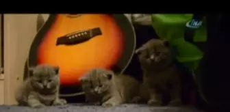 Kedi Korkusu Kedi Fobisi Miyhav Com